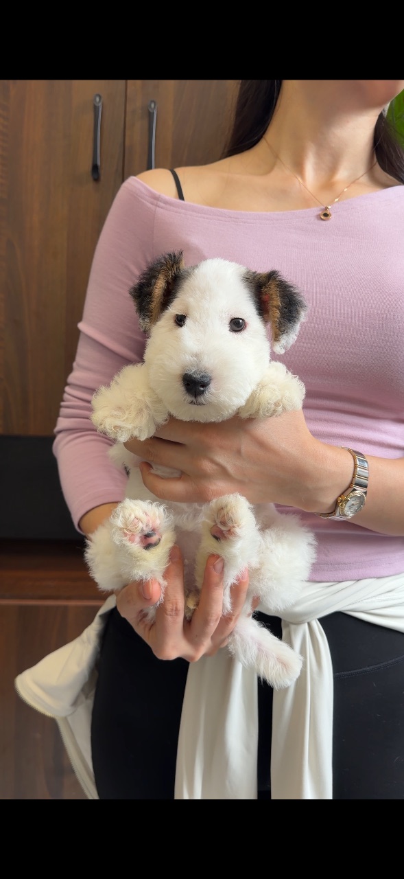 Tricolor Cartoon‑style Wire Fox Terrier Female Puppy